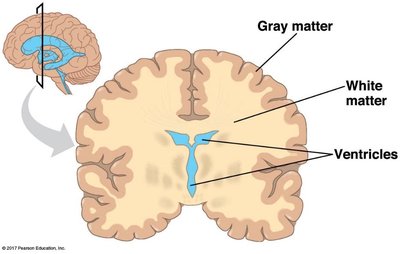 Gray matter, white matter, and ventricles in the brain