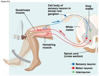 Knee-jerk reflex arc