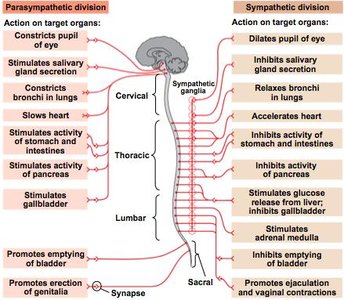 Comparison of parasympathetic and sympathetic divisions