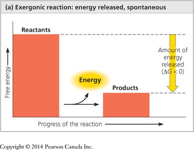 Exergonic reaction: energy released, spontaneous