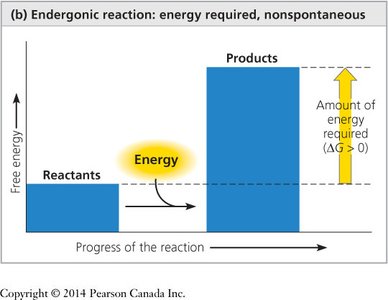 Endergonic reaction: energy required, nonspontaneous