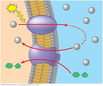 Energy coupling in cellular transport