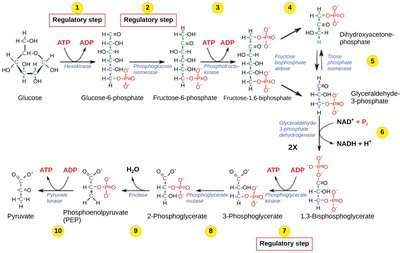 Glycolysis pathway