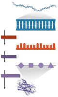 Diagram showing the flow of genetic information from DNA to RNA to protein