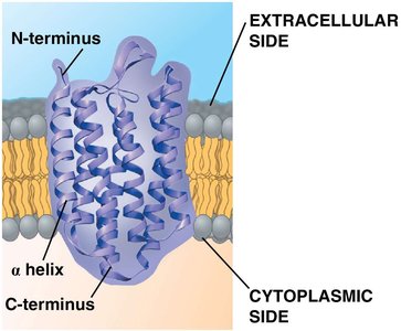 Structure of a transmembrane protein