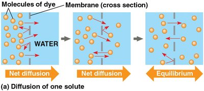 Diffusion of one solute