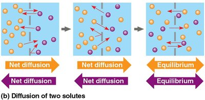 Diffusion of two solutes