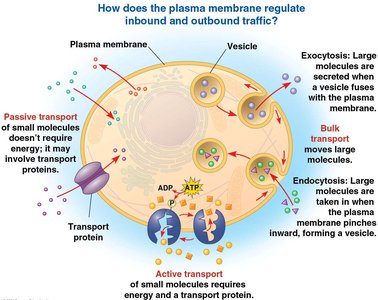 Mechanisms of membrane transport