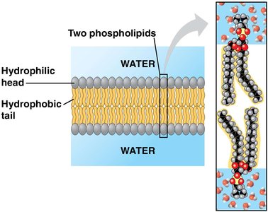 Phospholipid bilayer structure
