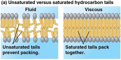 Unsaturated vs saturated hydrocarbon tails