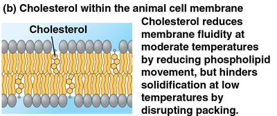 Cholesterol's effect on membrane fluidity