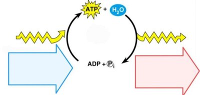 ATP hydrolysis and energy coupling