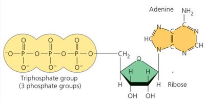ATP structure: triphosphate, ribose, adenine