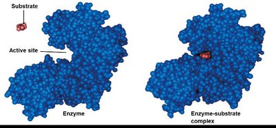 Enzyme and substrate binding