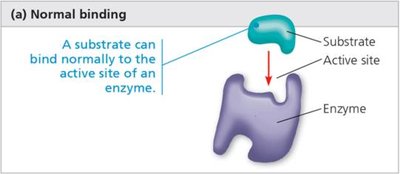 Enzyme-substrate interaction cycle