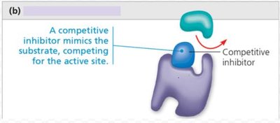 Competitive inhibition