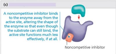 Noncompetitive inhibition