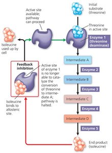 Feedback inhibition in a metabolic pathway