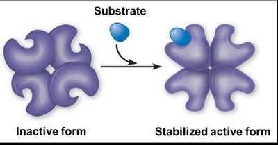 Allosteric regulation and cooperativity