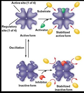 Metabolic pathway diagram