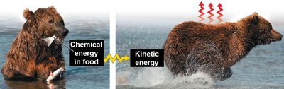Bear converting chemical energy to kinetic energy
