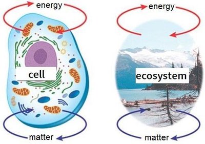 Open system: cell and ecosystem exchanging energy and matter