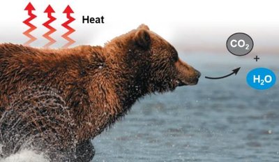Bear releasing heat and metabolic by-products