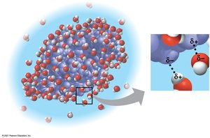 Hydration shell around a protein in water