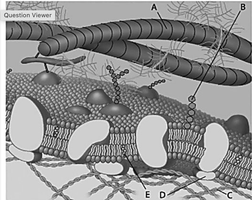 A diagram of a cell structure