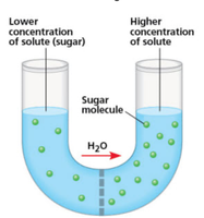 Lower and higher concentration of solute in U-tube