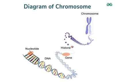 Diagram of Hershey–Chase experiment showing only viral DNA enters host cell