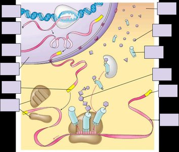 Diagram tracing the flow of genetic information from DNA to protein