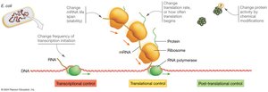 Diagram of transcriptional, translational, and post-translational control