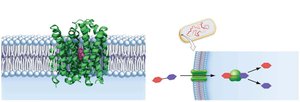 Diagram of lactose transport and metabolism in E. coli