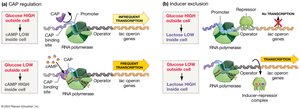 Diagram of CAP regulation and inducer exclusion in the lac operon
