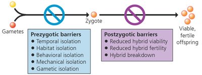 Diagram of prezygotic and postzygotic reproductive barriers