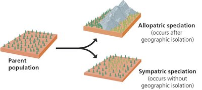 Diagram of allopatric and sympatric speciation