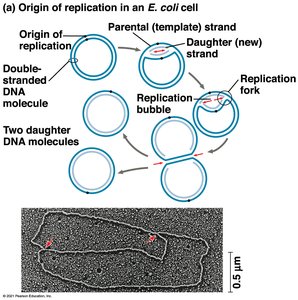 Origins of replication in a eukaryotic cell