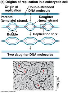 Replication fork with enzymes