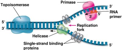 Addition of nucleotides by DNA polymerase