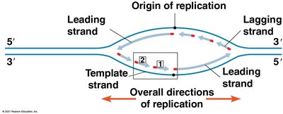 Lagging strand synthesis