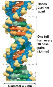 Double helix structure with measurements