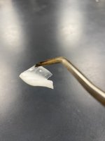 Handling onion slice with forceps