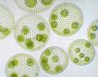 Microscopic images of Stentor, Amoeba, and Volvox