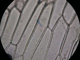 Microscopic image of onion cells