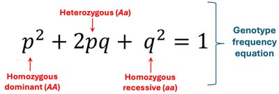 Hardy-Weinberg genotype frequency equation