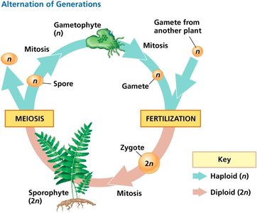 Alternation of generations in plants