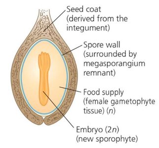Seed structure diagram