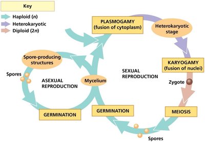 Fungal life cycle