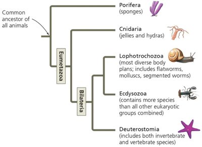 Animal phylogeny tree